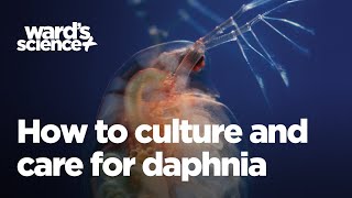 Caring and Culturing for Daphnia [upl. by Alra297]