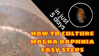 How to Culture Magna Daphnia Easily [upl. by Asyram493]