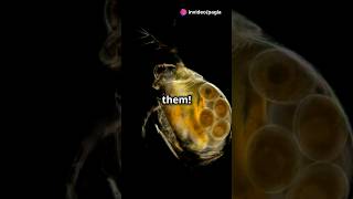 How to culture Daphnia for your Aquarium [upl. by Nutsud]