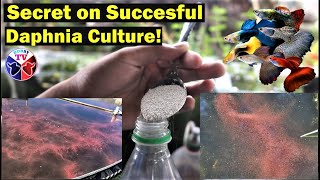 How to Culture Daphnia Successfully [upl. by Doone70]