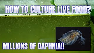 How to Culture Daphnia Secret Method to Breed MILLIONS  Simply Aquatic [upl. by Sumerlin790]