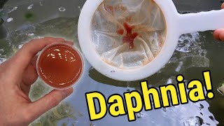 How I Culture Daphnia In Outdoor Tubs [upl. by Stoat]