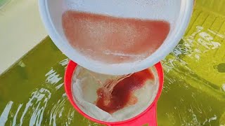 How to culture daphnia  Daphnia culture  How to grow daphnia outdoor [upl. by Carmelita]