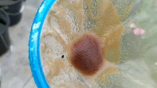 How to culture daphnia moina in a small container Part 1 English Subtitle [upl. by Sudnor]