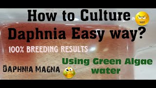 Daphnia MagnaHow to Culture Daphnia Easy wayCulturing Daphnia using Green water Daphnia [upl. by Elvis]