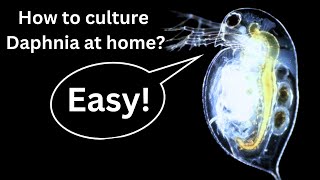 BEST Live Fish Food Beginner guide How to Culture Daphnia at home [upl. by Batty804]