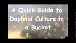 How to culture daphnia outside [upl. by Lednek]