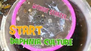 How to culture daphnia moina the easy way 1  Starting the Daphnia culture [upl. by Ramahs762]