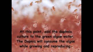 Daphnia  How to grow daphnia in your home [upl. by Lipps816]