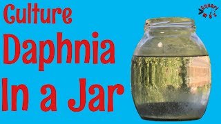 How to Culture Daphnia in a Jar [upl. by Audun]