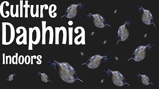 How to Culture Daphnia [upl. by Nnoryt]