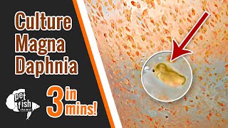 How to culture DAPHNIA MAGNA  The easy way [upl. by Parrott]