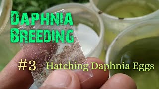 Daphnia Culture made simple and easy 3  Hatching Daphnia eggs [upl. by Nyllek]