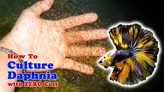 How to Culture Daphnia with ZERO Cost  Unlimited Live Food For Our Fish [upl. by Tur497]