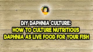 DIY Daphnia Culture How to Culture Nutritious Daphnia as Live Food for Your Fish [upl. by Newfeld82]