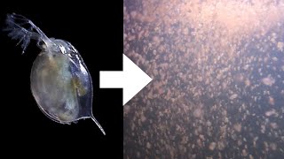 How I Culture Daphnia [upl. by Pegg]