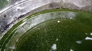 DAPHNIA MOINA CULTURE IN A SMALL BUCKET [upl. by Kerekes]