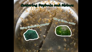 How To Culture Daphnia and Moinas using Green Water Spirulina powder [upl. by Durston]