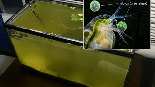 Raising Daphnia for the Freshwater Aquarium [upl. by Weissmann268]