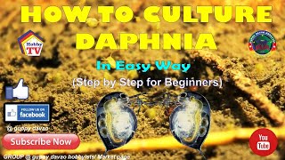 HOW TO CULTURE DAPHNIA In Easy Way [upl. by Miof Mela875]